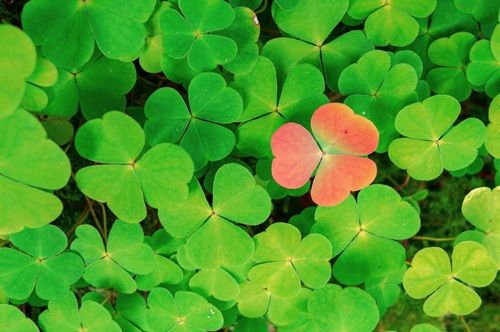 Outils d'animation : Différence